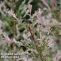 Salix Flamingo Standard Tree