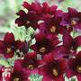 Salpiglossis sinuata 'Black Trumpets'