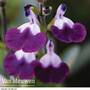 Salvia 'Amethyst Lips'