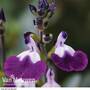 Salvia 'Amethyst Lips'