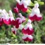 Salvia 'Cherry Lips'