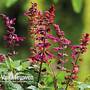 Salvia 'Strawberry Lake'