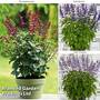 Salvia Lake Collection
