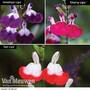 Salvia Lips Collection