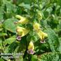 Salvia flava var. megalantha