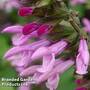 Salvia 'Amistad Pink'