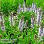 Salvia nemorosa 'Bumblesky'