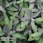 Sage 'Purpurea'
