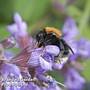 Sage 'Purpurea'