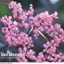 Sambucus nigra f. porphyrophylla 'Black Beauty' (Large Plant)