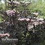 Sambucus nigra f. porphyrophylla 'Black Lace'