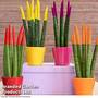 Sansevieria cylindrica 'Straight' Carnival Colour