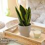 Sansevieria trifasciata in light grey ceramic