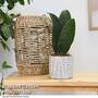 Sansevieria masoniana 'Victoria'
