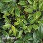 Sarcococca hookeriana var. humilis