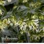 Sarcococca confusa