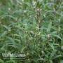 Sarcococca hookeriana var. digyna