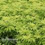 Sambucus racemosa 'Sutherland Gold'