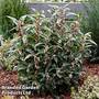 Sarcocca Plant - Winter Gem