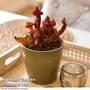Sarracenia purpurea