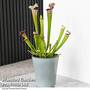 Sarracenia x stevensii