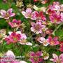 Saxifraga arendsii 'Mossy Purple'