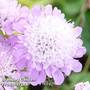 Scabiosa columbaria 'Pincushion Pink'