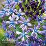 Scilla peruviana