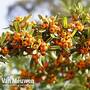 Sea Buckthorn Hedging
