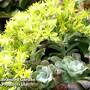 Sedum spathulifolium 'Purpureum'