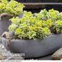 Sedum takesimense 'Atlantis'