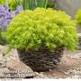 Sedum 'Angelina'