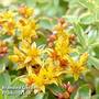 Sedum kamtschaticum var. floriferum 'Weihenstephaner Gold'