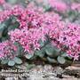 Sedum 'Autumn Joy'