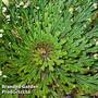 Selaginella lepidophylla (Rose of Jericho)