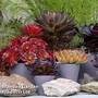 Semponium Collection