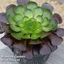 Semponium 'Destiny'