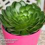 Semponium 'Diamond'