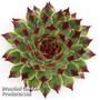 Sempervivum 'Chick Charms Mint Marvel'