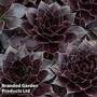 Sempervivum SUPERSEMPS' ?Onyx?