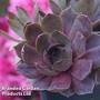 Sempervivum 'Chick Charms Plum Parfait'