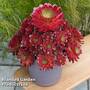 Semponium 'Sienna'