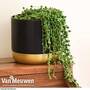 Senecio 'String of Pearls' (House Plant)