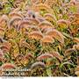 Setaria viridis 'Caramel'