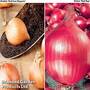 Onion & Shallot Duo