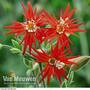 Silene 'Starburst' (Seeds)