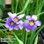 Sisyrinchium bellum