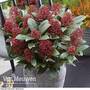 Skimmia japonica 'Rubella'