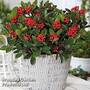 Skimmia japonica Temptation