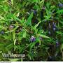 Bluebell Creeper